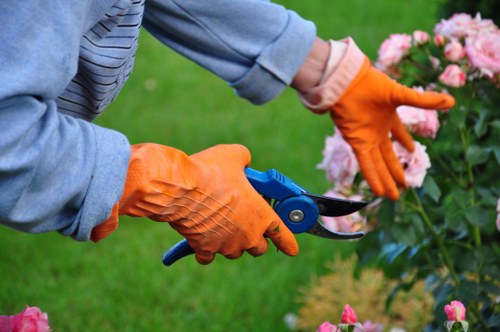 Professional tree felling work in a Beckenham residential garden